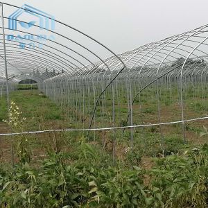 Side Ventilation Hot Galvanized Steel Pipe Tunnel Single Span Greenhouse