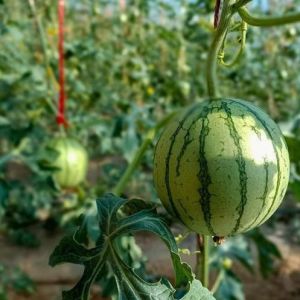 Tomato Farming Sunlight Greenhouse with Humidity Control and Temperature Control