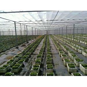 Mothproof Agriculture Non Woven Fabric For Vegetable Protect Durable