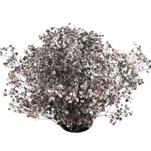 Decorative Natural Dried Pampas Grass , Fresh Keeping Preserved Pampas Grass