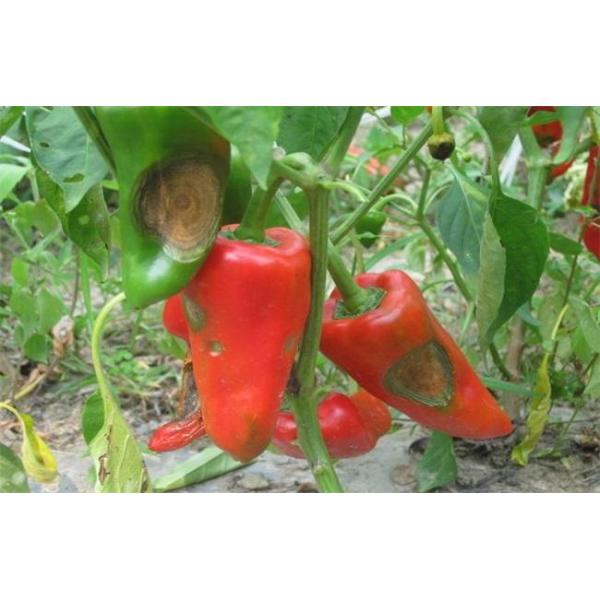 Bacillus Velezensis Biocide Robust Seedlings Large Leaves Irrigation Root Melon