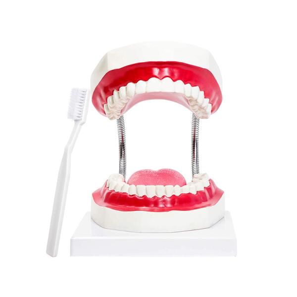 Buy Kindergarten Teaching Children Brush Teeth Toy Dental Care Model at wholesale prices
