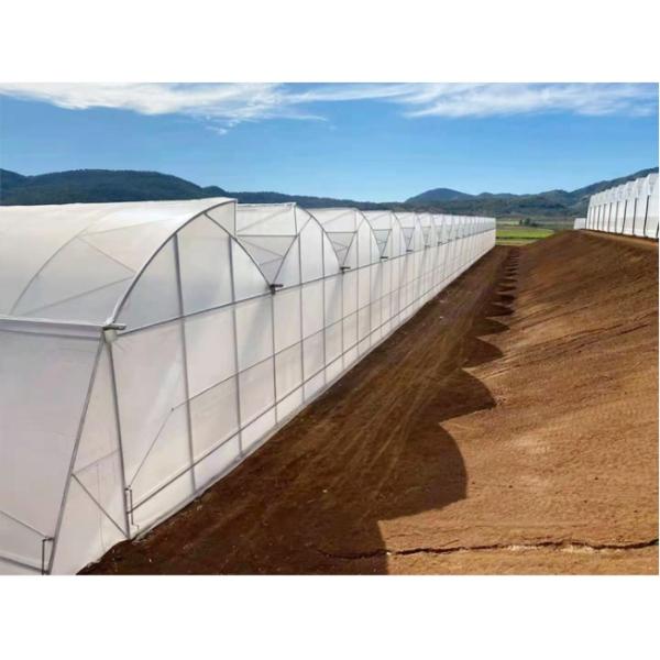 Large Sawtooth Greenhouse Shine Tech Poly Tunnel Tropical Greenhouse With Ventilation