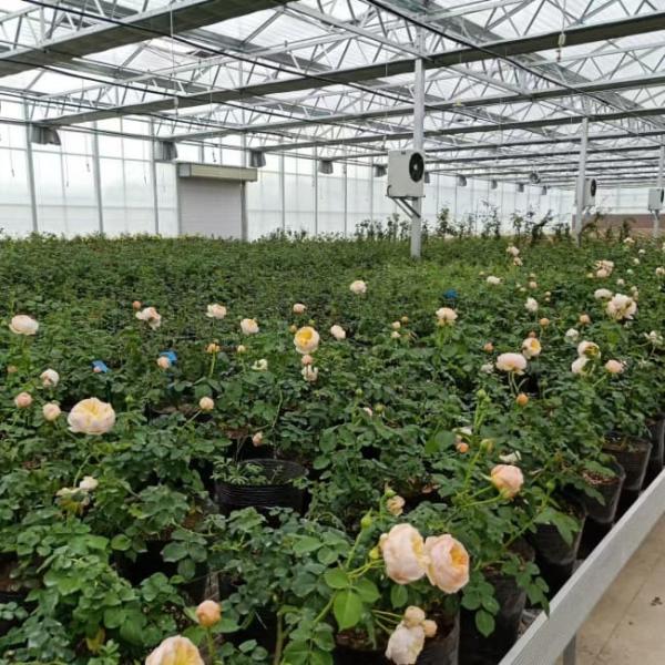 Elegant Venlo Glass Greenhouse for Rose Growing with High Light Transmission