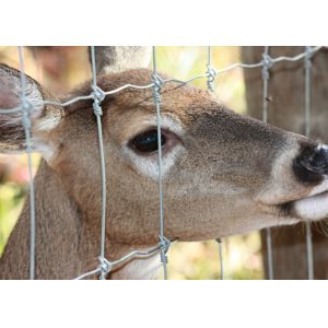 Square Galvanized Q235 Deer Mesh Fencing Excellent Corrosion And Rust Resistance