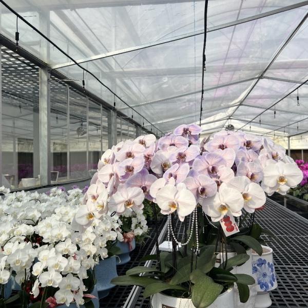 Venlo Glass Greenhouse Hydroponics System Vegetables Flowers
