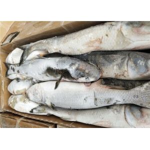 100% Net Weight Fresh 600g 700g Frozen Grey Mullet
