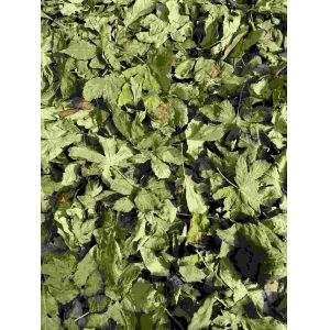 Quality Dried Raspberry Leaf a Sweetener Instead of Sucrose and Rich in Progesterone and Tea Polyphenols for sale