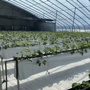 Optimize Growth with Sunlight and Spray Irrigation Flower Planting Greenhouse