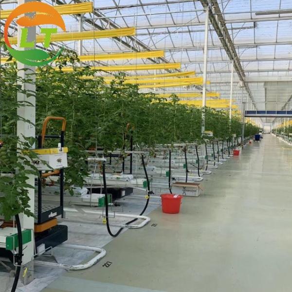 Buy 4m/8m Glass Covered Section Greenhouse for Ecological Restaurant Dining Experience at wholesale prices