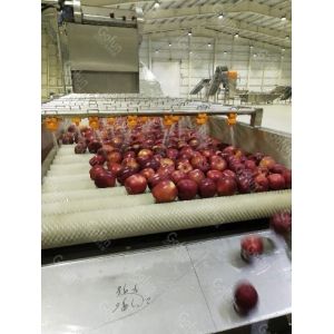 Industrial Automatic Apple Juice Processing Machine 1.5T/H SUS