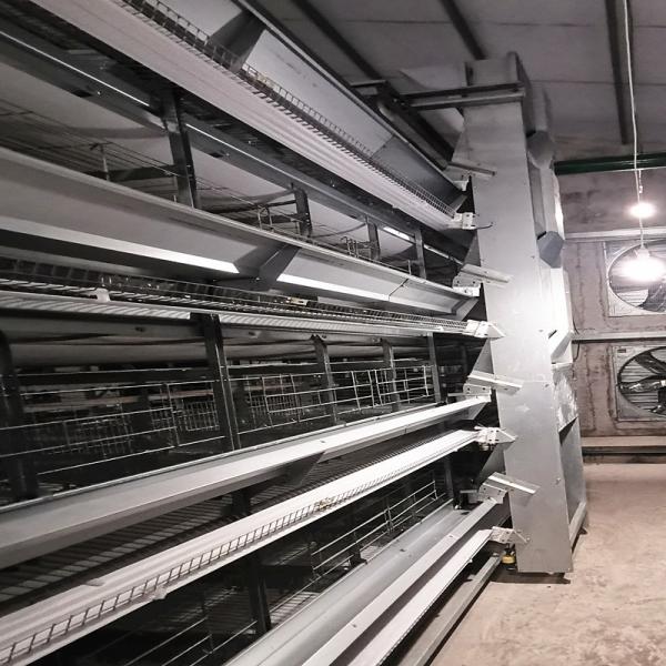 Buy 1.2mm Automatic Poultry Feeding System at wholesale prices