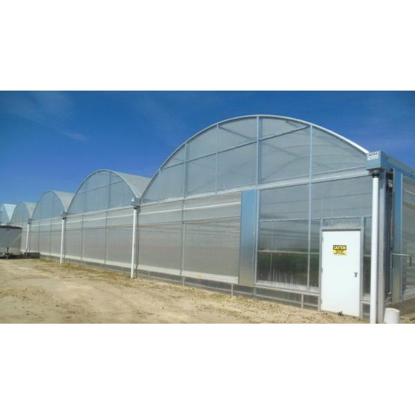 Hot Dipped Galvanized Steel Multi Tunnel Greenhouse Plastic Tomato Greenhouse