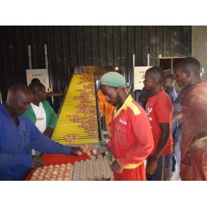 H Type Egg Layer Chicken Cage With Full Automatic System Hot Dip Galvanized