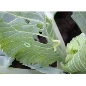 Effective Biological Insecticides No Residue infect cabbage worm eggs