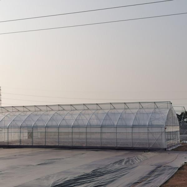275gsm Zinc Coated Steel Pipe Greenhouse With Agricultural Plastic Film