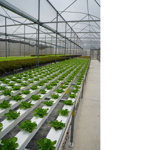 IGreen Tunnel Strawberry Greenhouses PE Greenhouse for Vegetable and Flower