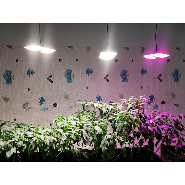 High Brightness LED Chip 110V 220V 50W LED Grow Plant Lights Full Spectrum For Exceptional Lighting Performance -20- 50℃