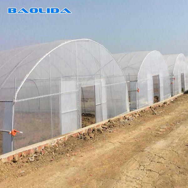 30m Length Single Span Plastic Sheeting Film Greenhouse For Tomato Cultivation