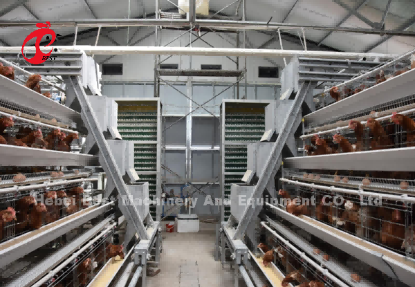 Most Economical Chicken Layer Battery Cage Poultry Farming For 5000/10000/20000 Birds Star