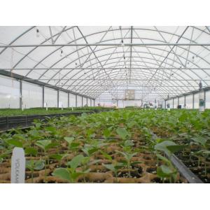 Hot Dipped Galvanized Steel Multi Tunnel Greenhouse Plastic Tomato Greenhouse