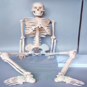 School Medical Simulation Pvc 180cm Tall Human Skeleton Model