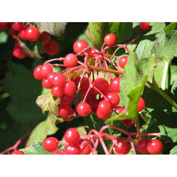 high quality cranberry fruit powder sample free--Cranberry juice