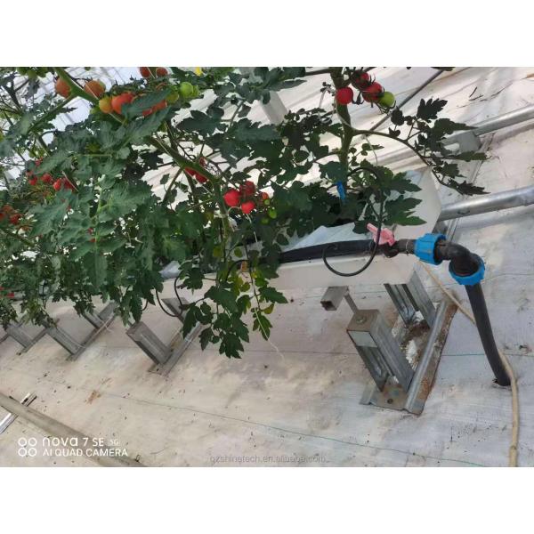 Large Sawtooth Greenhouse Shine Tech Poly Tunnel Tropical Greenhouse With Ventilation