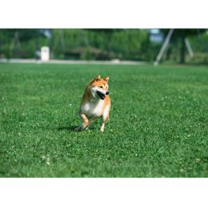 Quality 60mm Garden Artificial Grass PP Cloth Plus Reinforced Net Water Retention for sale