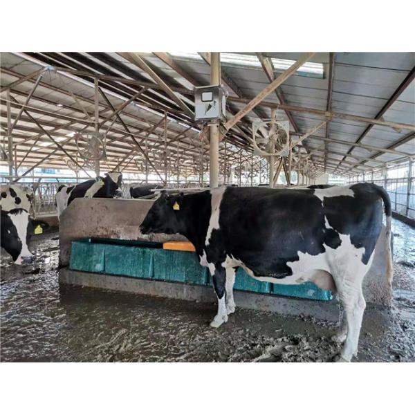 Cow Frost Proof Thermal 98KG Cattle Water Drinkers 560mm Heated Water Trough