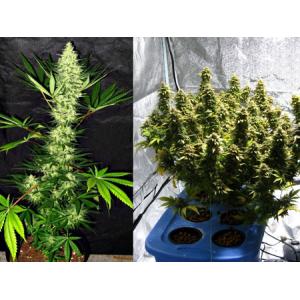 3.1umol/J 3500k Plant Grow Lights For Marijuana