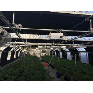 Agricultural Tunnel Light Deprivation Greenhouse For Herb