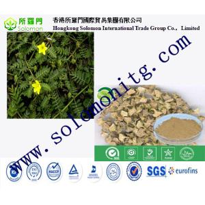 Quality Manufacturer Supply tribulus terrestris Fruit Extract -- Tribulus terrestris L. for sale