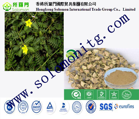 Manufacturer Supply tribulus terrestris Fruit Extract -- Tribulus terrestris L.