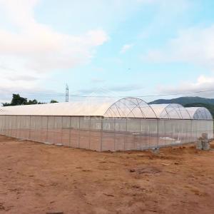 Year Round Nursery Hothouse Automated Dome Modular Multispan Tunnel Greenhouse