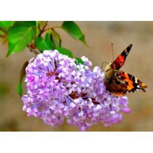 Fructus Amomi extract, Clove extract, Cuminum cyminum extract, 10:1, TCM Extract