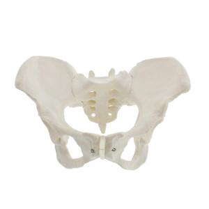 Medical Anatomy Teaching Pvc 35x20x16cm Male Pelvis Model