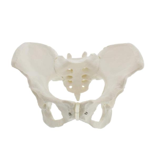 Buy Medical Anatomy Teaching Pvc 35x20x16cm Male Pelvis Model at wholesale prices