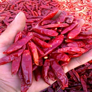 Quality Peppers Chilli Moisture 12%max Moisture Controlled Peppers for sale