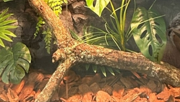 Vivarium Background Natural Bark PU Matirial Waterproof Light Weight Free