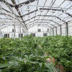 China Ventilation System Polycarbonate Greenhouse PC Herbs Greenhouses With Blackout Curtain on sale