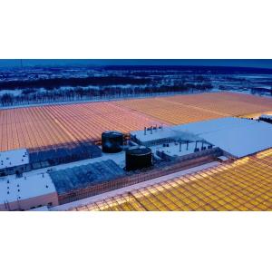 China Arched Roof Mushroom Cultivation Sunlight Greenhouse Package Gross Weight 1000.000kg on sale