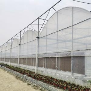 Tomato Commercial Hydroponic System Multispan Greenhouse With Climate Control