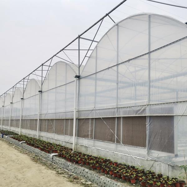 Tomato Commercial Hydroponic System Multispan Greenhouse With Climate Control