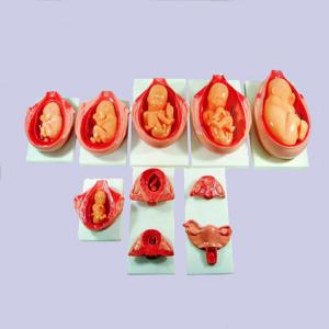 11kgs 33cm Fetal Development Models For Medical Education