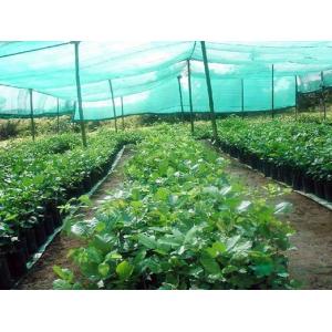 Double Needle Shade Sun Shade Net Machine DRCA Type HDPE Virgin Material