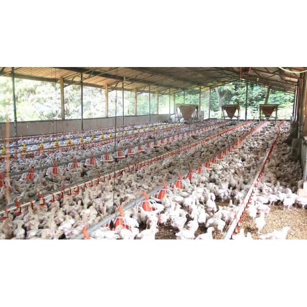 Prefabricated Steel Structure Poultry House Q235B Q355B Steel Frame Chicken House
