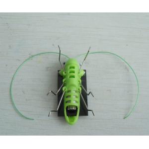 Solar Powered interesting solar tortoise