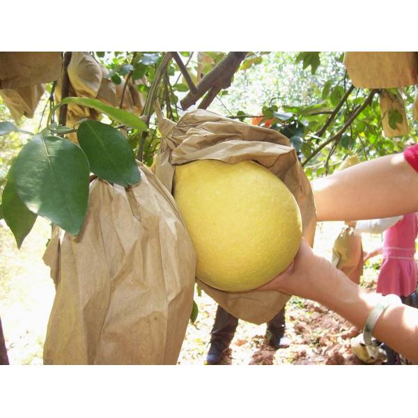 Buy Pomelo growing bags factory price at wholesale prices