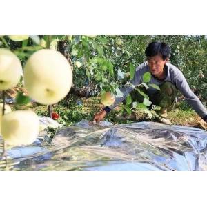 China 12 Micron Metalized PE Film For Fruit Tree Greenhouse on sale